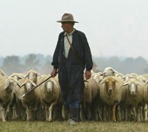 Pastor y ovejas
